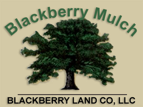 Blackberry Mulch