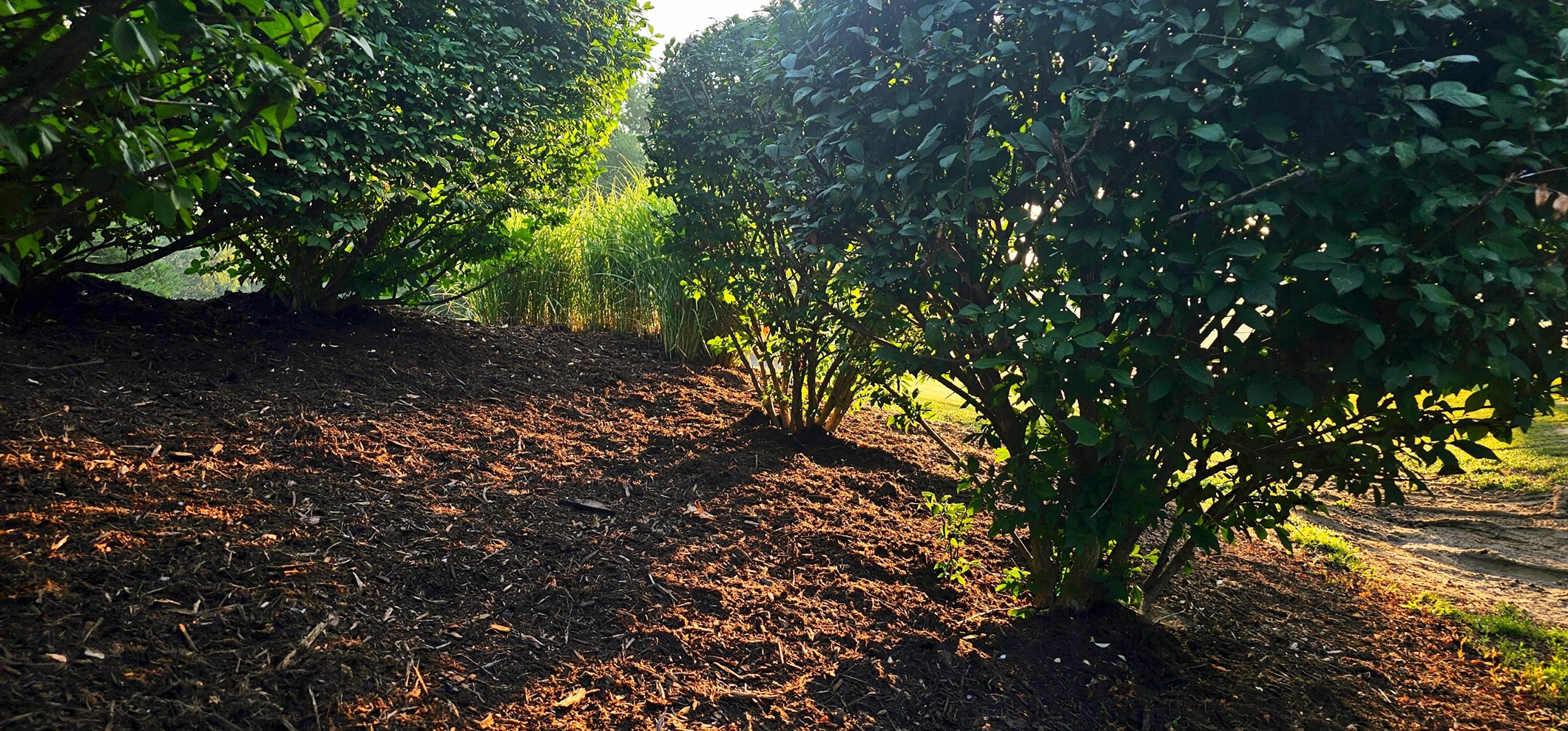 Premium Mulch by Blackberry Mulch, A Turman Group Member Hardwood mulch from Blackberry Mulch, a Turman Group member, shown freshly applied in a landscaped garden with early morning sunlight through trimmed hedges