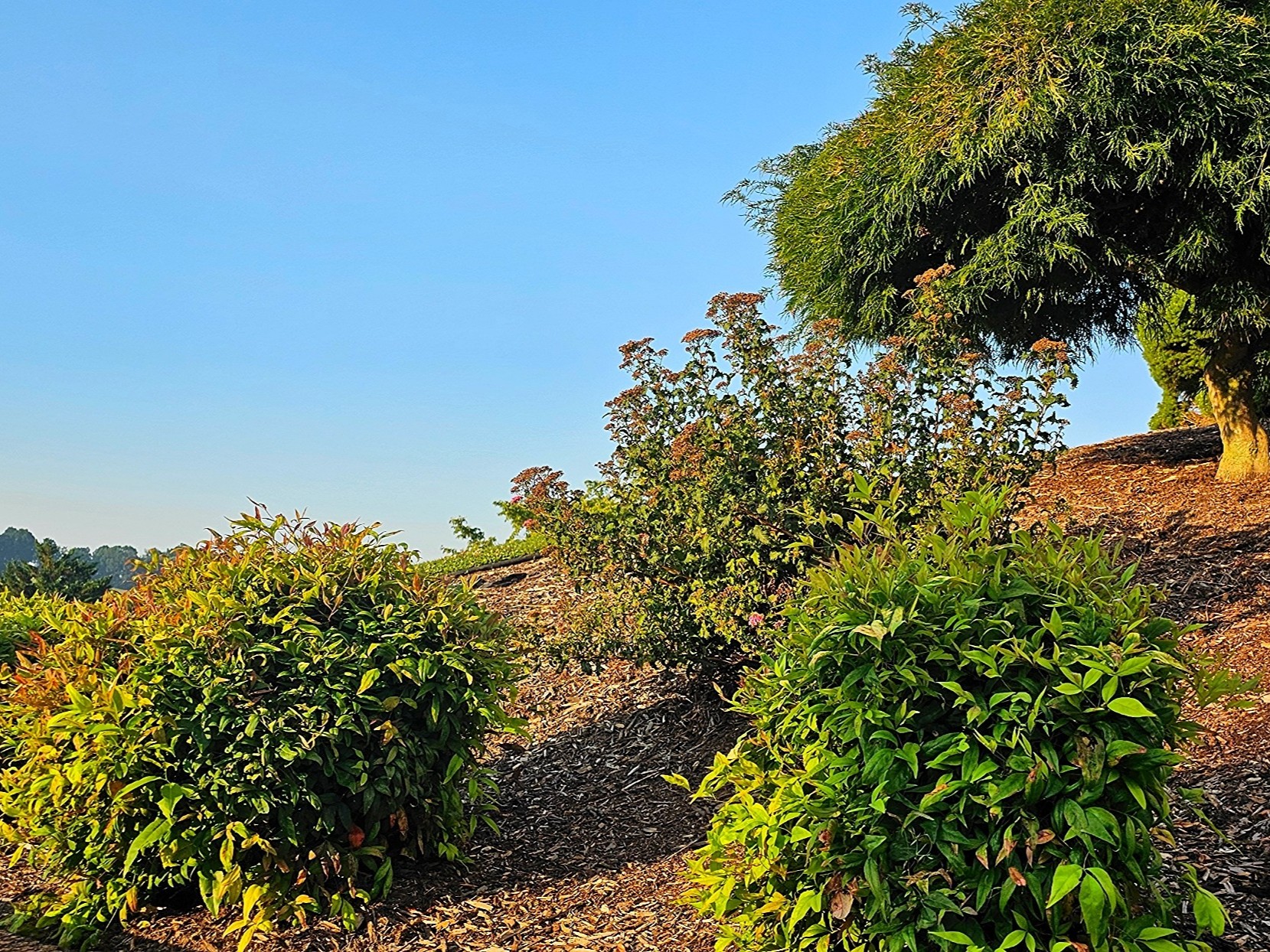 Hardwood Mulch in Flower Bed Landscaping Flowerbed with dark hardwood mulch enhancing landscape planting, showing healthy green bushes and trees under a clear sky.