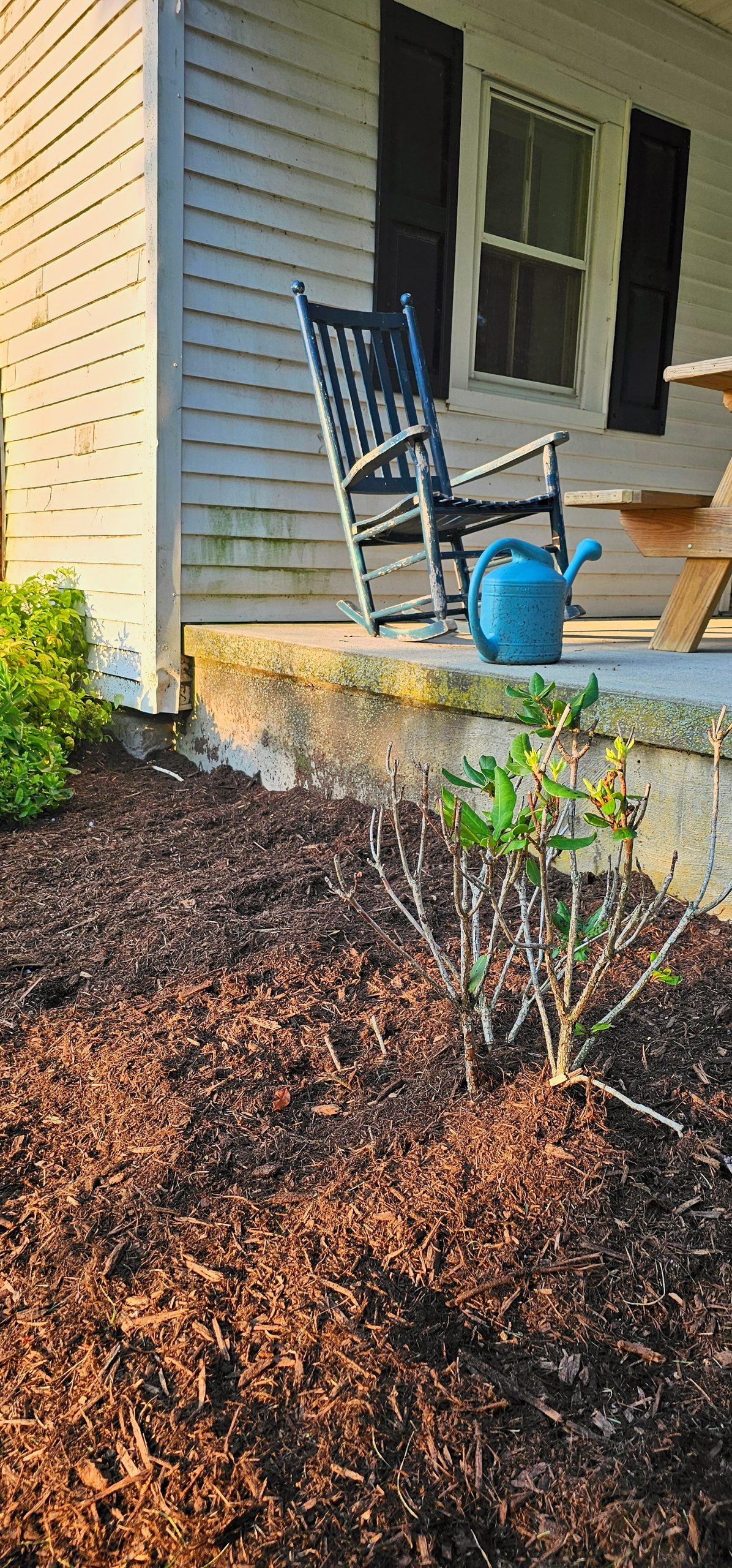 Residential landscaping with dark hardwood mulch, a small plant, and a porch in the background.